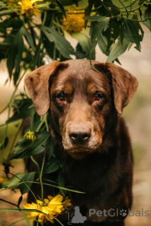 Photo №1. labrador retriever - for sale in the city of Khimki | Is free | Announcement № 156854
