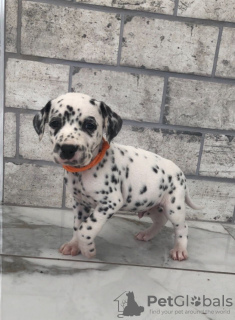 Photo №1. dalmatian dog - for sale in the city of Warsaw | 416$ | Announcement № 31236