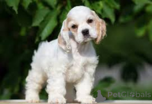 Photo №2 to announcement № 164200 for the sale of english cocker spaniel - buy in United Kingdom private announcement, breeder