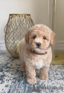Photo №3. Maltipoo Puppies. Germany