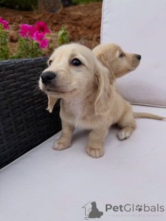 Photo №3. Cute Sausage Dog Puppies Looking for Loving Homes!. Germany
