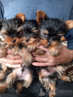 Photo №2 to announcement № 40309 for the sale of yorkshire terrier - buy in Poland private announcement