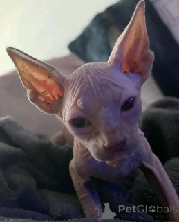 Photo №3. Sphynx-Kätzchen zur Adoption. Germany