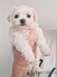 Additional photos: Lovley Maltese puppies