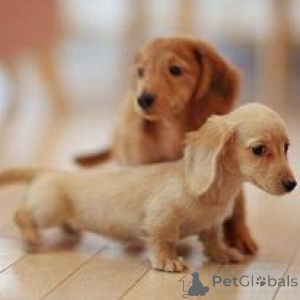 Photo №1. dachshund - for sale in the city of Munich | 376$ | Announcement № 135191