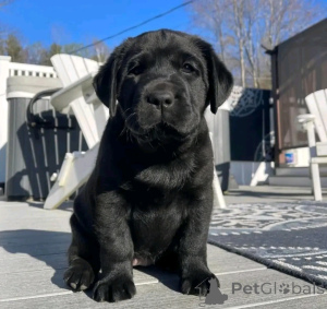 Photo №2 to announcement № 137136 for the sale of labrador retriever - buy in Germany breeder