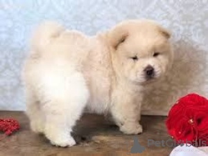 Photo №1. chow chow - for sale in the city of Modling | 465$ | Announcement № 170133