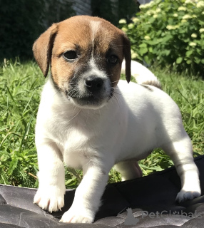 Photo №1. jack russell terrier - for sale in the city of Cherikov | negotiated | Announcement № 175643