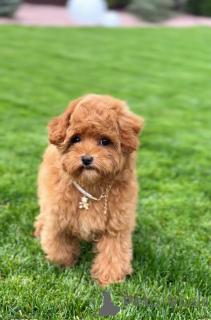 Photo №3. Tiny Red Toy Poodle Puppy Vet-Checked, Vaccinated & Ready for Home. United Kingdom