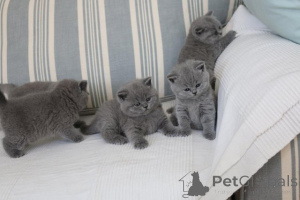 Photo №2 to announcement № 164510 for the sale of british shorthair - buy in Germany breeder