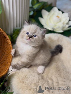 Photo №1. ragdoll - for sale in the city of Ansbach | negotiated | Announcement № 157125