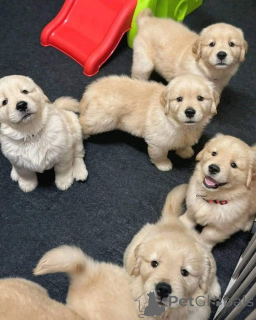 Photo №1. labrador retriever - for sale in the city of Houston | 490$ | Announcement № 168817