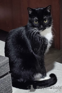 Photo №3. Tender Amira. Belarus