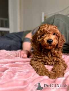 Additional photos: Poodle puppies