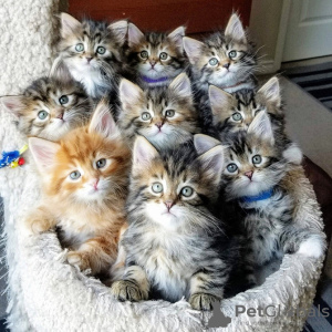 Photo №1. siberian cat - for sale in the city of Антверпен | 264$ | Announcement № 115084