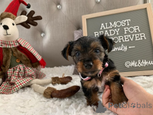 Photo №2 to announcement № 163333 for the sale of yorkshire terrier - buy in Montenegro private announcement, from the shelter