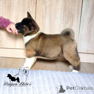 Photo №1. akita - for sale in the city of Jagodina | negotiated | Announcement № 174448