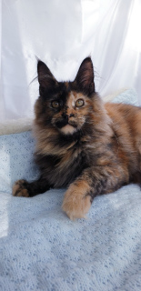 Photo №4. I will sell maine coon in the city of Nizhny Novgorod. from nursery - price - 200$