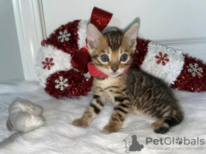 Photo №1. bengal cat - for sale in the city of Mülheim-Kärlich | Is free | Announcement № 95898