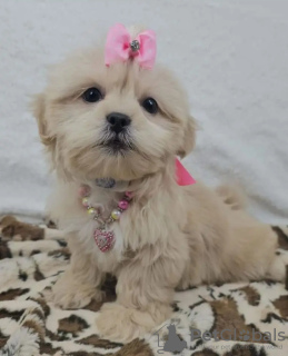 Photo №1. yorkshire terrier - for sale in the city of Амстердам | 329$ | Announcement № 131993
