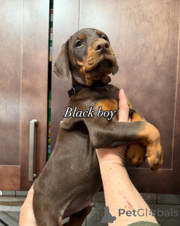 Photo №2 to announcement № 163828 for the sale of dobermann - buy in Poland breeder