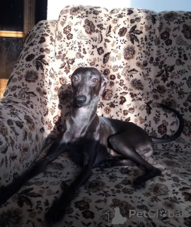 Photo №2 to announcement № 23211 for the sale of italian greyhound - buy in Belarus private announcement