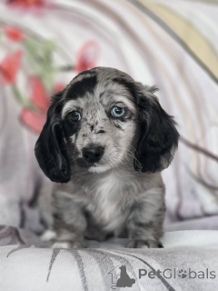 Photo №2 to announcement № 164017 for the sale of dachshund - buy in Finland private announcement, from the shelter