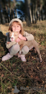 Additional photos: American Bully puppies for sale