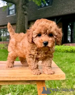 Photo №3. Toy Puppies Available Now. Slovakia