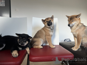 Additional photos: Shiba Inu puppies