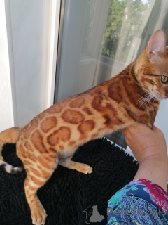 Photo №3. Bengal cat Aykamamamamm for breeding. Russian Federation