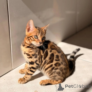 Photo №2 to announcement № 169871 for the sale of bengal cat - buy in Germany breeder