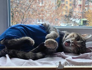 Photo №2 to announcement № 156956 for the sale of  - buy in Russian Federation private announcement