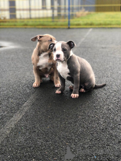 Photo №1. american bulldog - for sale in the city of JáCHYMOV | 1032$ | Announcement № 172820