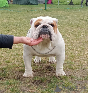 Additional photos: English bulldog fci