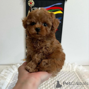 Photo №3. number one source of Toy Poodle puppies. Germany