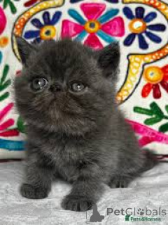 Photo №4. I will sell exotic shorthair in the city of Vienna. private announcement, breeder - price - 599$