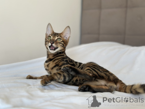 Photo №1. bengal cat - for sale in the city of Boston | negotiated | Announcement № 100955