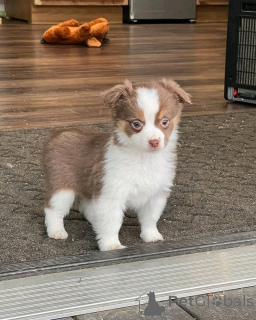 Photo №2 to announcement № 138971 for the sale of miniature american shepherd (aussie) - buy in United States private announcement, breeder