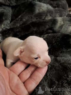 Additional photos: Chihuahua puppies