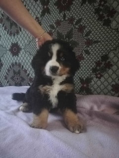 Photo №1. bernese mountain dog - for sale in the city of Kiev | Negotiated | Announcement № 5981