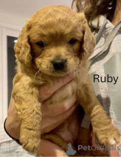 Photo №4. I will sell golden retriever in the city of Alice Springs. breeder - price - 410$