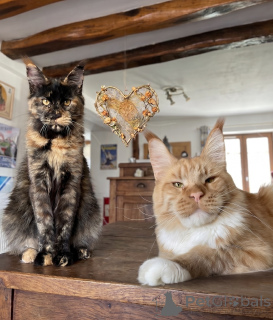 Photo №2 to announcement № 174186 for the sale of maine coon - buy in Finland 