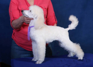 Photo №1. poodle (royal) - for sale in the city of Москва | Negotiated | Announcement № 2375