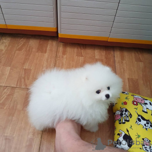 Photo №4. I will sell pomeranian in the city of Дрезден. private announcement - price - 380$