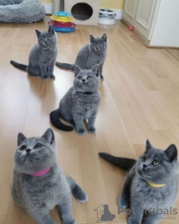 Photo №4. I will sell british shorthair in the city of Кеми. private announcement - price - 423$