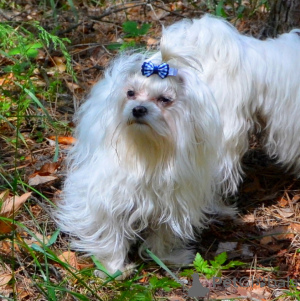 Photo №4. I will sell maltese dog in the city of Kiev. private announcement - price - 453$