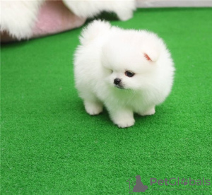 Additional photos: Pomeranian puppies available for loving homes only