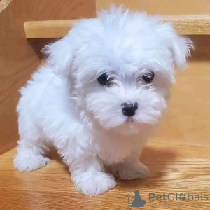 Photo №2 to announcement № 38252 for the sale of maltese dog - buy in Germany private announcement