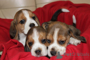 Photo №4. I will sell beagle in the city of Aleksandria pierwsza. breeder - price - 590$